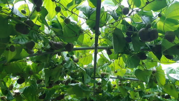 가을 보약 ‘하늘마’