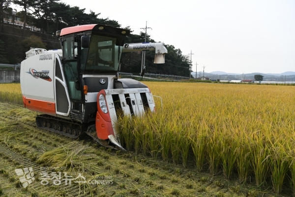 벼 수확현장
