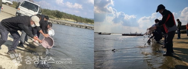 동자개 치어 방류 장면