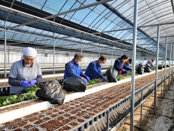 충남 논산시 부적면의 딸기 재배 농가를 찾아 봉사활동 진행 모습