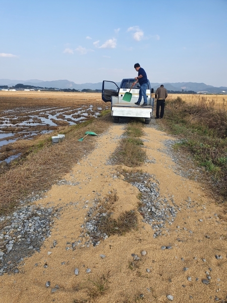 ​20일 천수만 지역에서 시작된 겨울철새 먹이주기20일 천수만 지역에서 시작된 겨울철새 먹이주기​