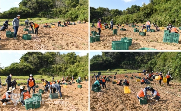 보령시의회 농촌 일손 돕기 모습