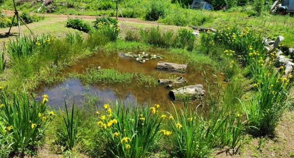 휴경지를 활용한 반딧불이 서식지 생태습지
