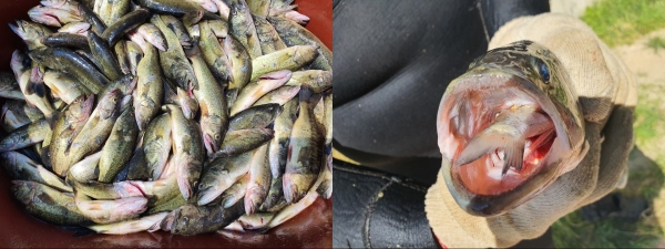 포획한 생태계 교란 어종(왼쪽), 토종물고기 붕어를 토해내는 큰입배스