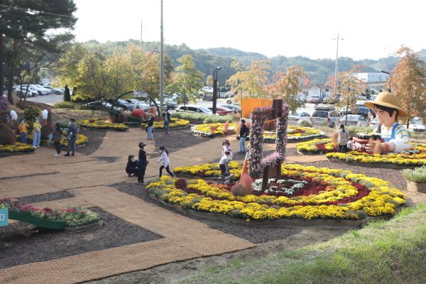 전시된 국화작품 사진