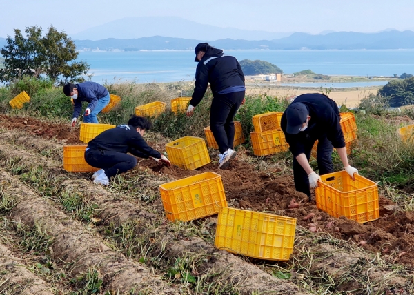 지난 10월 20일 고남면의 한 고구마 농가에서 일손돕기에 나선 태안군 공직자들.