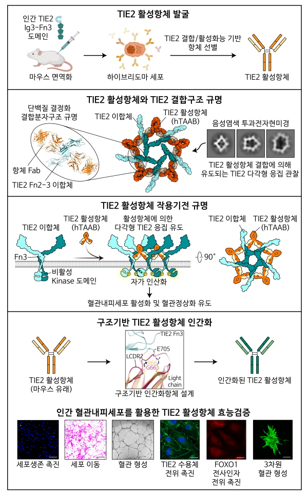 연구 핵심 내용 모식도