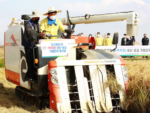 맹정호 서산시장이 2일 콤바인을 운전하면 백옥향을 수확하는 모습