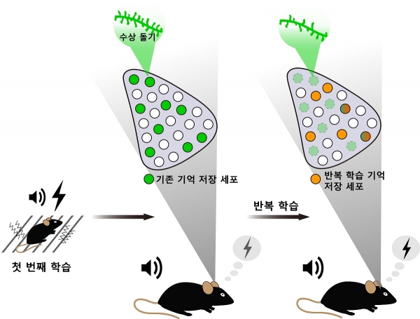 반복적인 소리 공포 조건화 학습으로 재배치되는 기억 엔그램