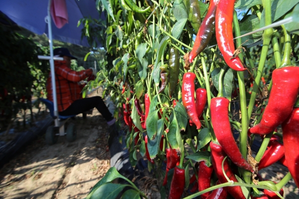 안면도에서 재배되는 고추.