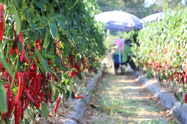 안면도에서 재배되는 고추.