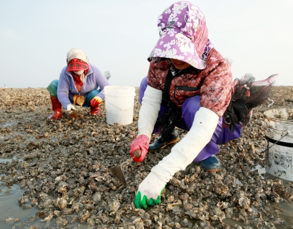 지난 11월 5일 수확 모습.