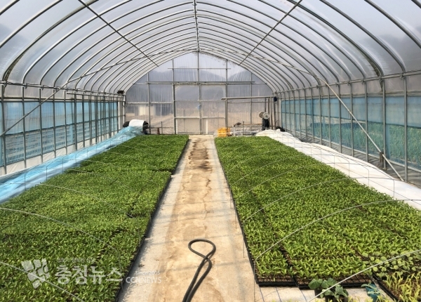 단양고추(사진=단양군)