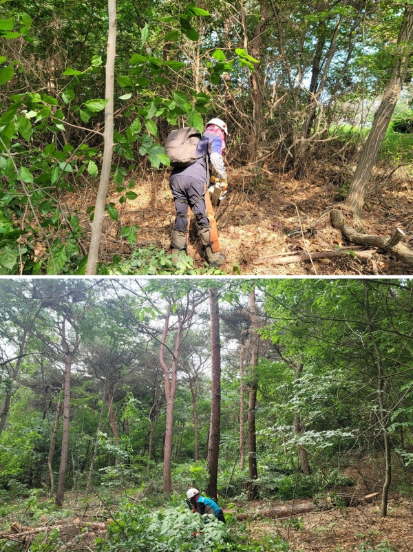 음암면 공익숲가꾸기 사업 모습