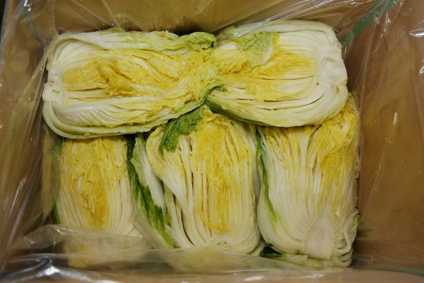 속이 꽉 찬 서산 절임배추