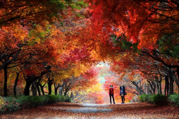 독립기념관 단풍나무길