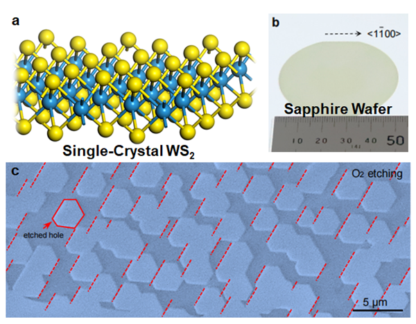 절연체 위에서 이황화텅스텐이 성장하는 모습