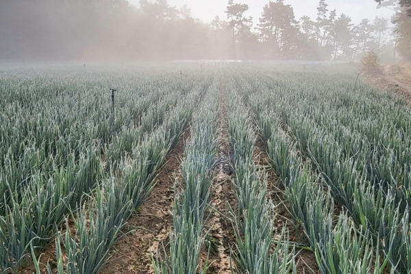 (주)서산 아그로가 재배하는 대파밭