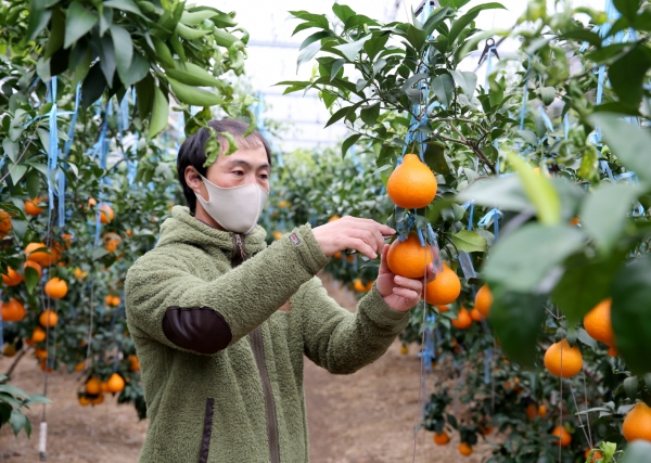 태안읍의 한 농가에서 출하를 앞둔 황금향을 살펴보는 모습(11월 9일).