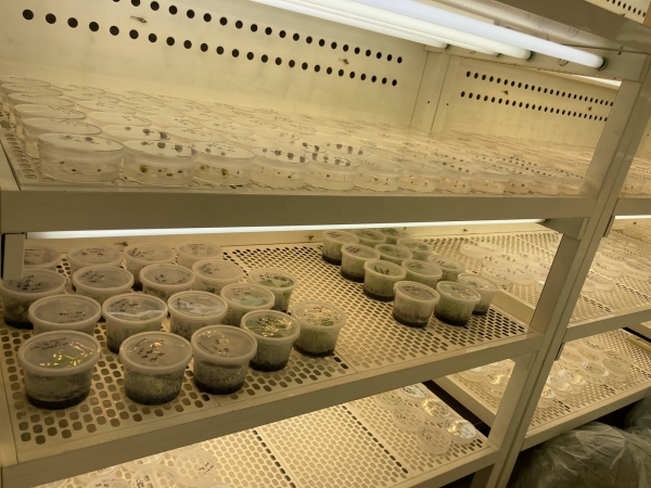 샤인머스켓 무병묘 계대배양