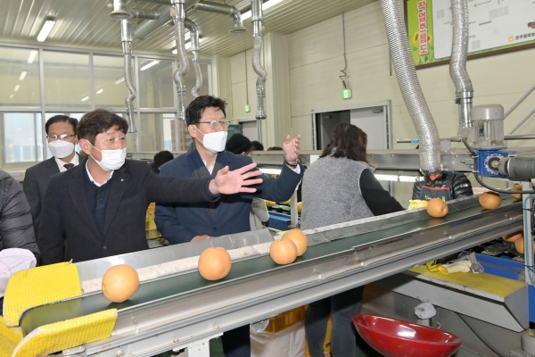 세종공주원예농협에서 ‘고맛나루 배’의 대만 수출을 위한 공동선별과 선적 실시 모습