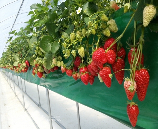 굿뜨래 딸기 모습
