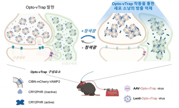 광유전학적 세포소낭 분비 억제 시스템 Opto-vTrap 의 모식도.