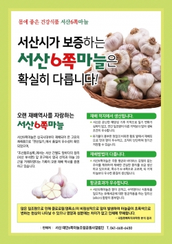 서산6쪽마늘 홍보 전단