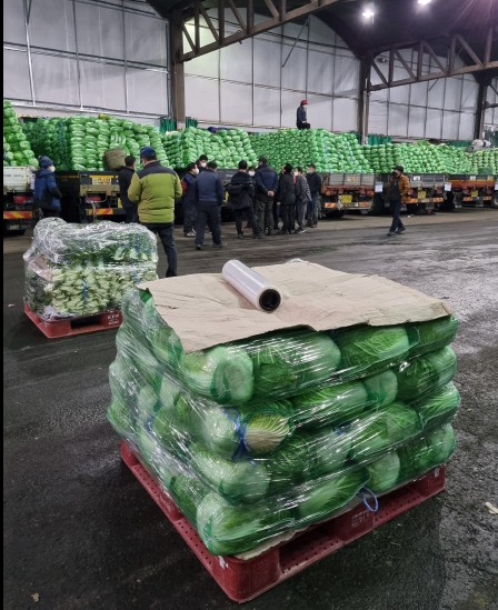 가락시장 배추 경매사진