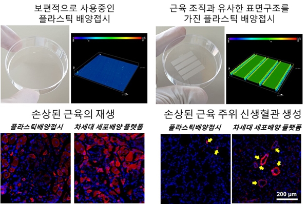 개발한 플랫폼에서 배양한 근육세포를 근육이 손상된 마우스 모델에 이식해 근육 재생 경과 모습