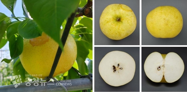 충남도 농업기술원이 육성한 신품종 배