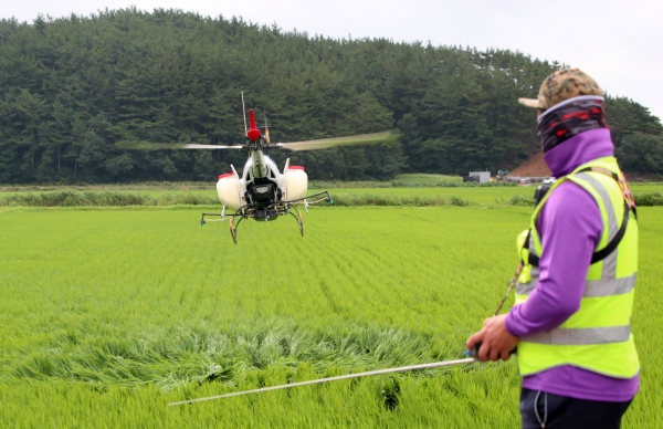 안면읍 항공방제 모습