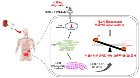 시가독소 감염 시 발생되는 신규 병리기전