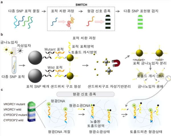 Toehold 매개 DNA 치환 기술을 이용한 단일 염기서열 변이 검출