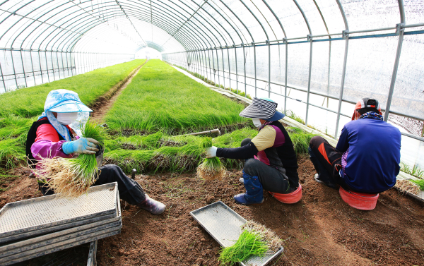 서산달래를 수확하는 모습
