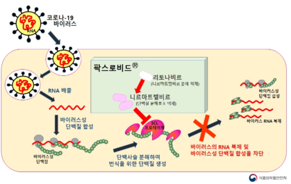 팍스로비드 작용기전 모식도