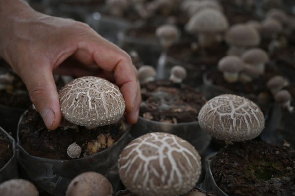 열매마표고버섯