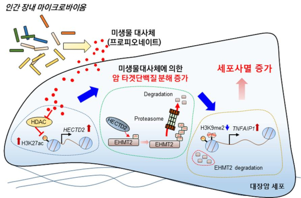 장내미생물 대사체인 Propionate에 의한 대장암 세포주의 세포사멸 유도 과정 모식도