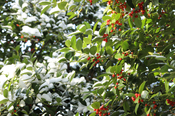 완도호랑가시나무 Ilex X Wandaoensis