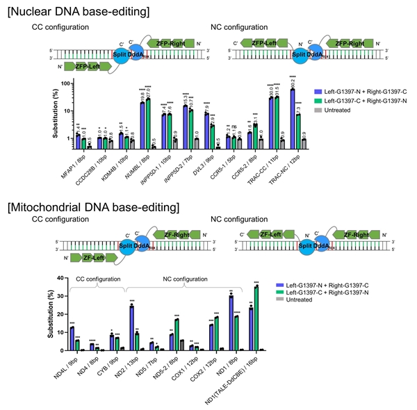 세포 내 핵 및 미토콘드리아 DNA 염기교정
