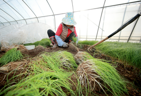 달래 수확(원북면, 1월 12일) 및 선별작업
