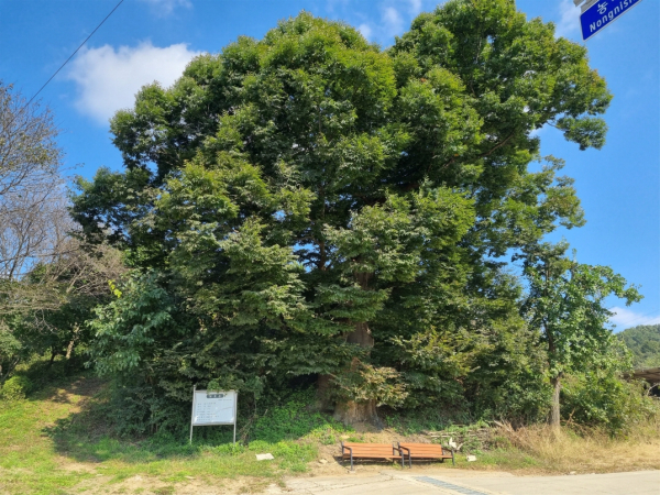 대술면 농리소재 느티나무/예산군 제공