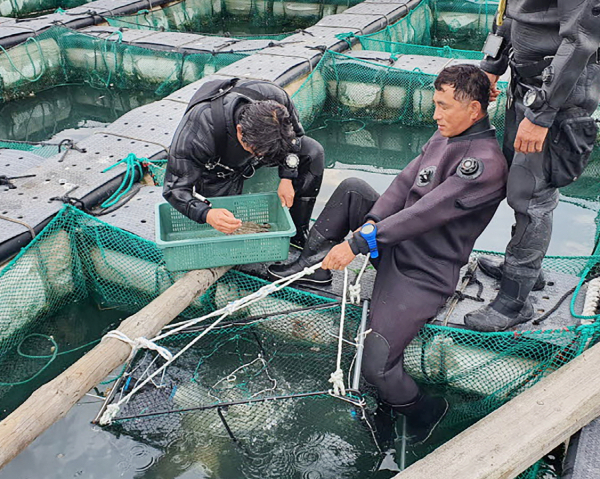 지난해 6. 22. 소원면 파도리 가두리시설 꽃게 입식 모습.