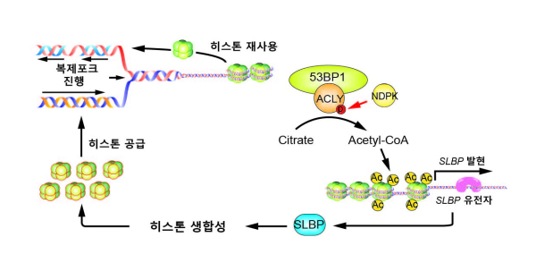 DNA 복제과정에서 히스톤을 생성하여 게놈안정화를 유지하는 메커니즘