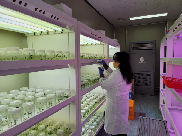 고구마 조직배양 모습