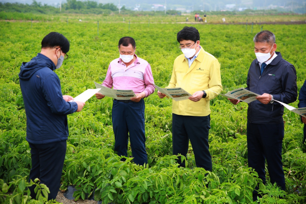 씨감자단지 현장지도 모습