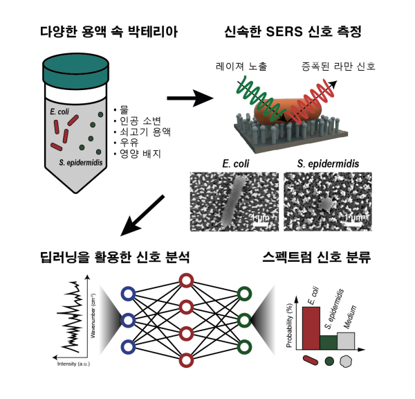 서식 환경으로부터의 분리 없이 박테리아의 증폭된 라만 신호 측정 절차 / KAIST 제공