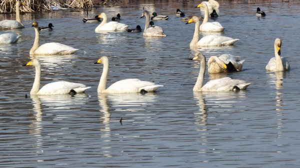 합덕제의 큰고니