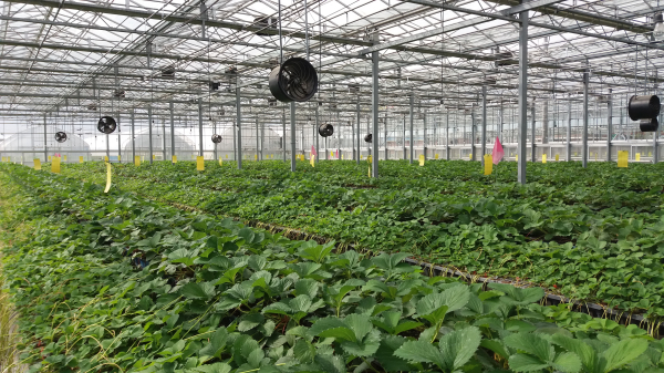 딸기원원묘/충남도농업기술원 제공