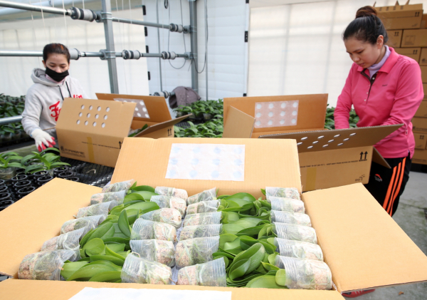 태안읍의 한 농가에서 수출용 호접란을 포장하는 모습(지난 2020년 12월 14일).